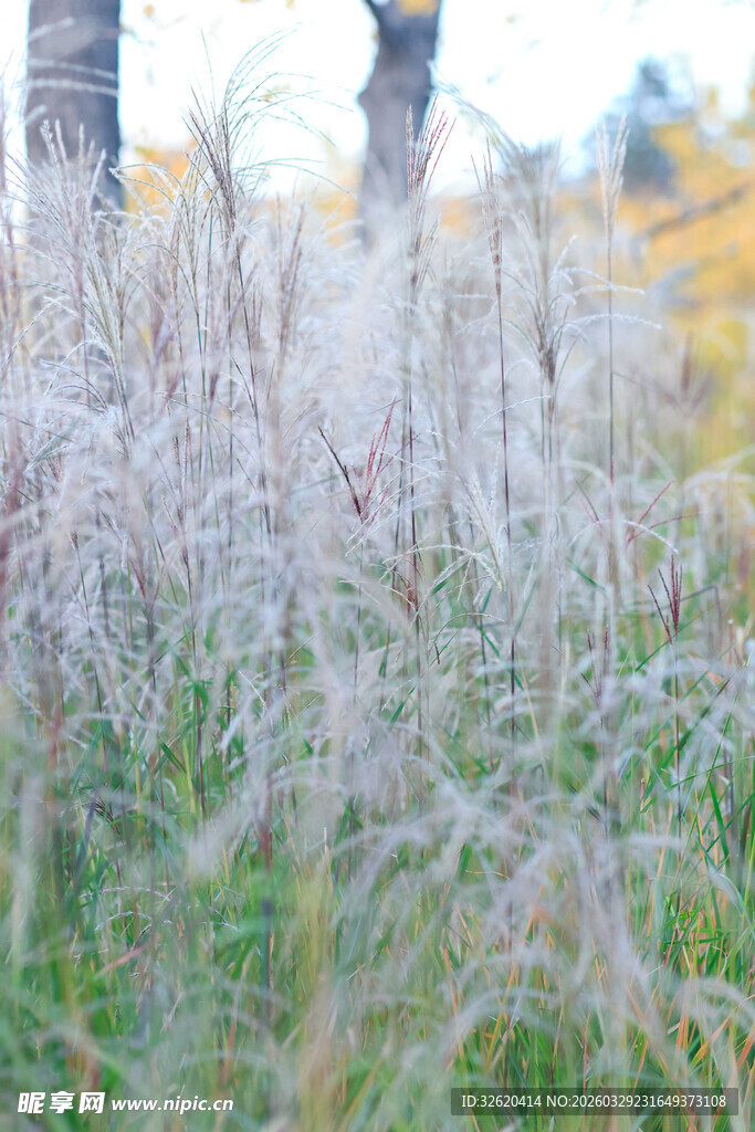 轻柔飘逸的白色绒毛状草