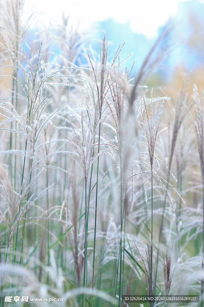 风中摇曳的美丽蒲苇