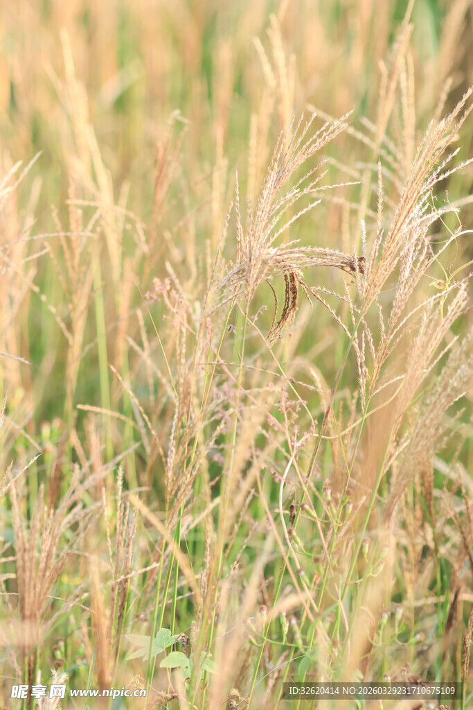 金黄田野中的蓬勃野草