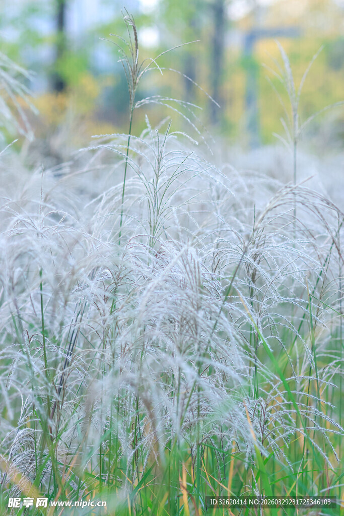 秋日轻盈荻花绽放