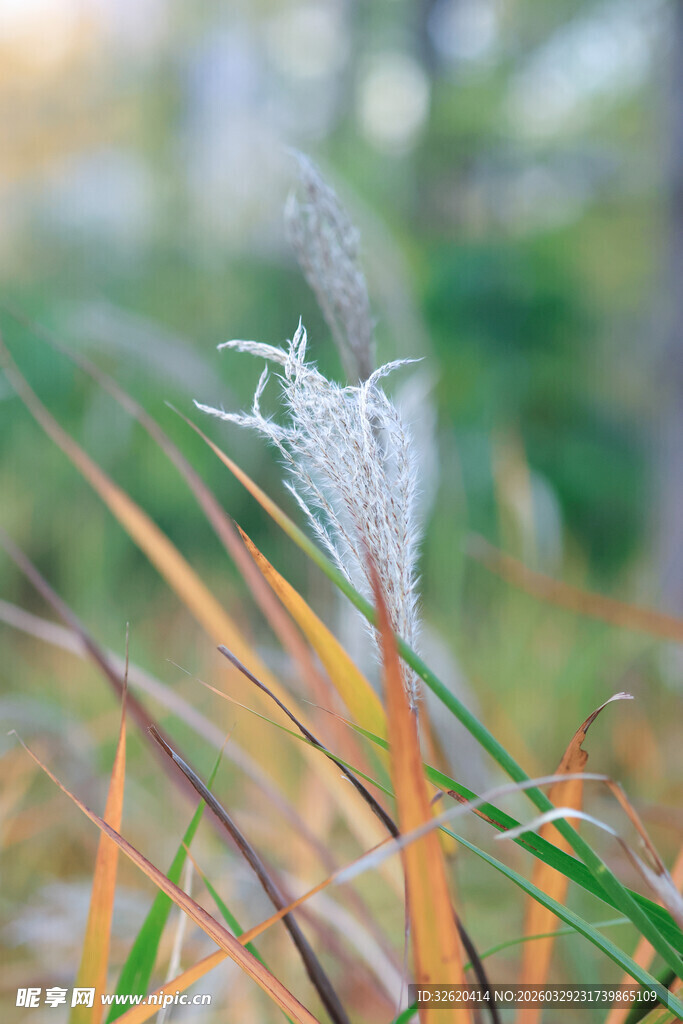 芦苇上的轻盈白色绒毛