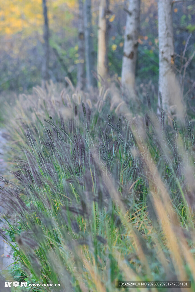 秋日林间小道的静谧景致