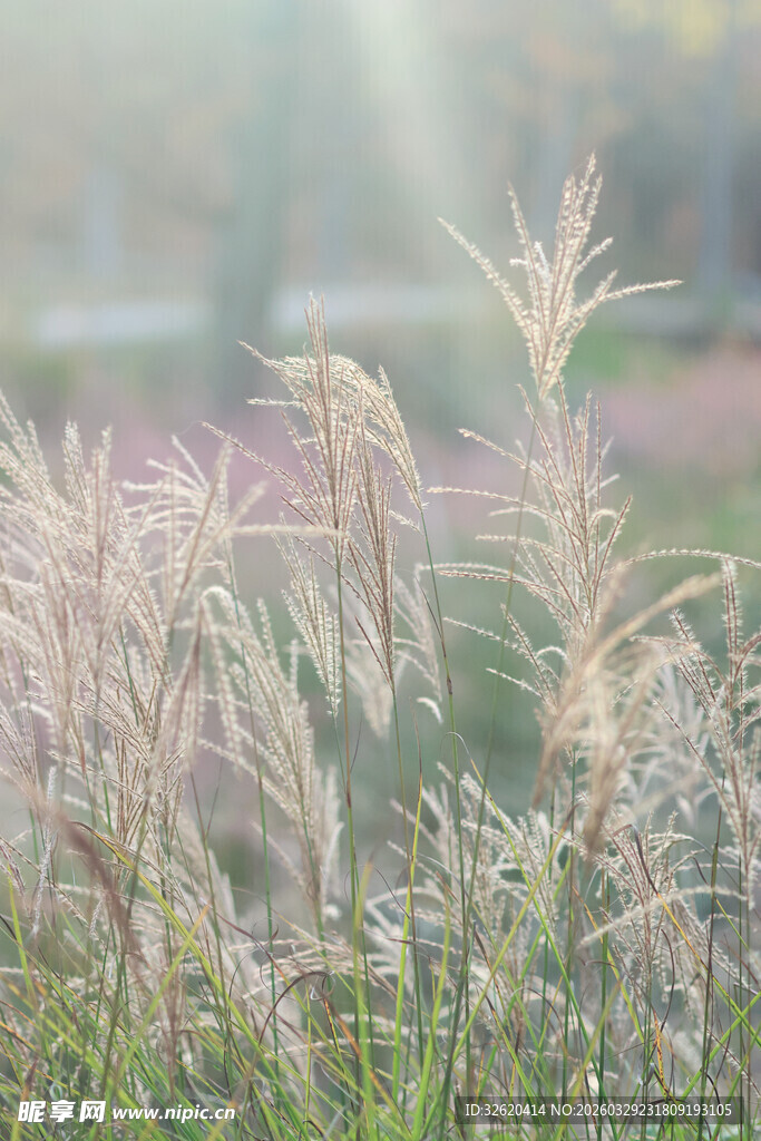 晨光下的轻柔芦苇