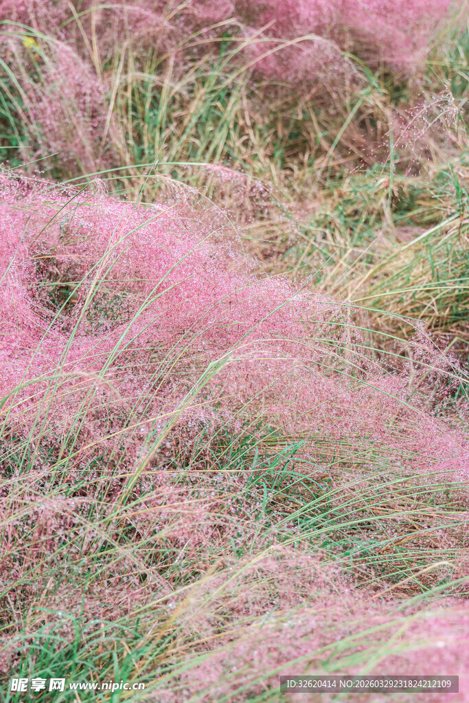 梦幻粉黛乱子草景观