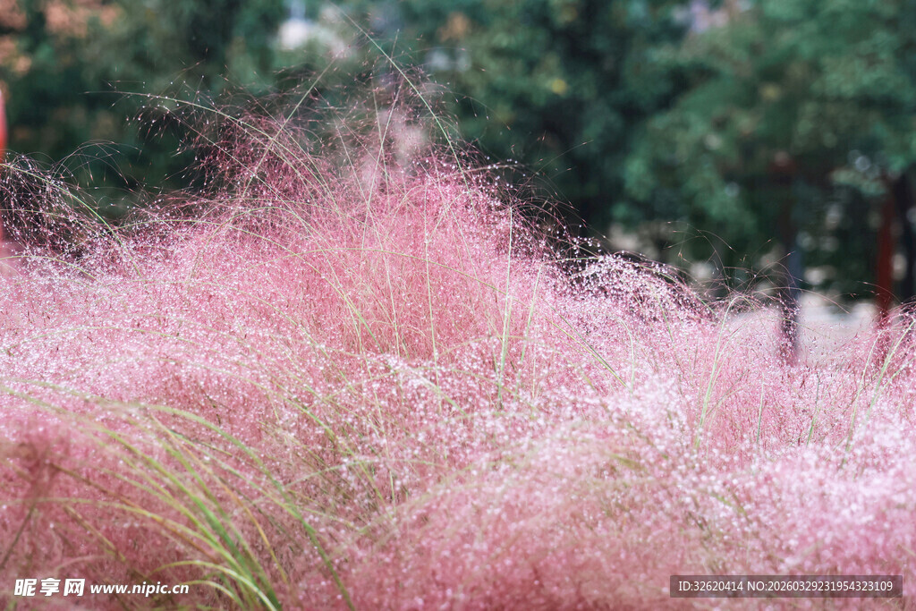 梦幻粉黛乱子草景观