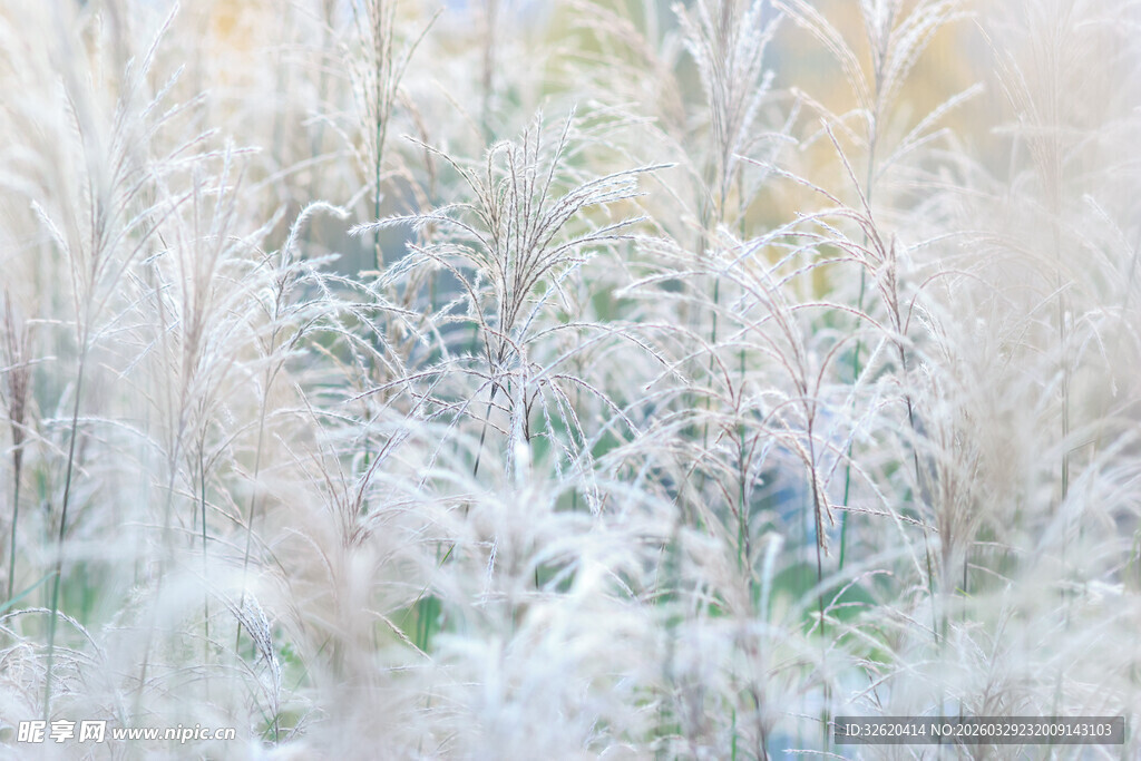 冬日霜覆植物美景