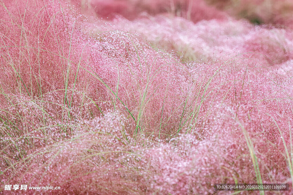 梦幻粉黛乱子草景观