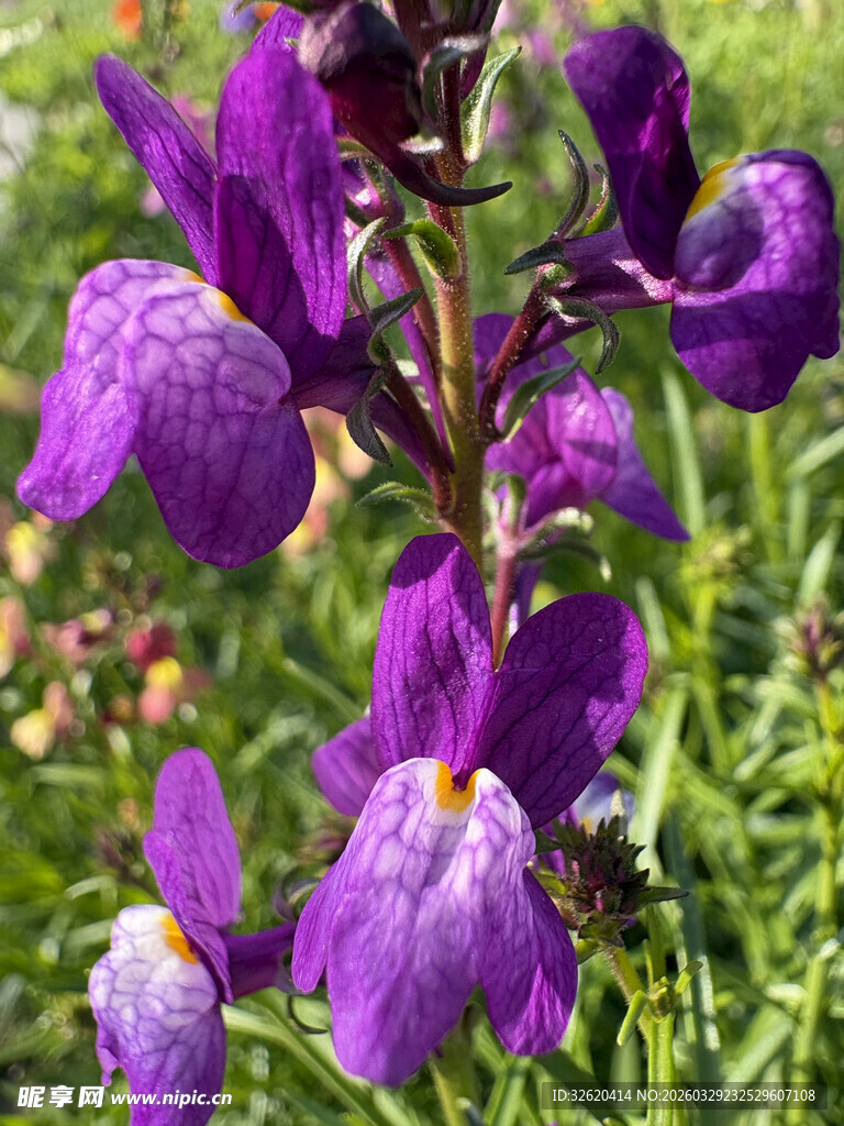 紫色花朵绽放于绿野