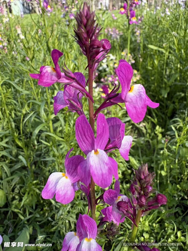 紫色花卉绽放于绿意间