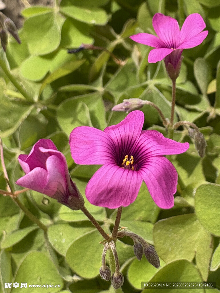 娇艳酢浆草绽放绿叶间