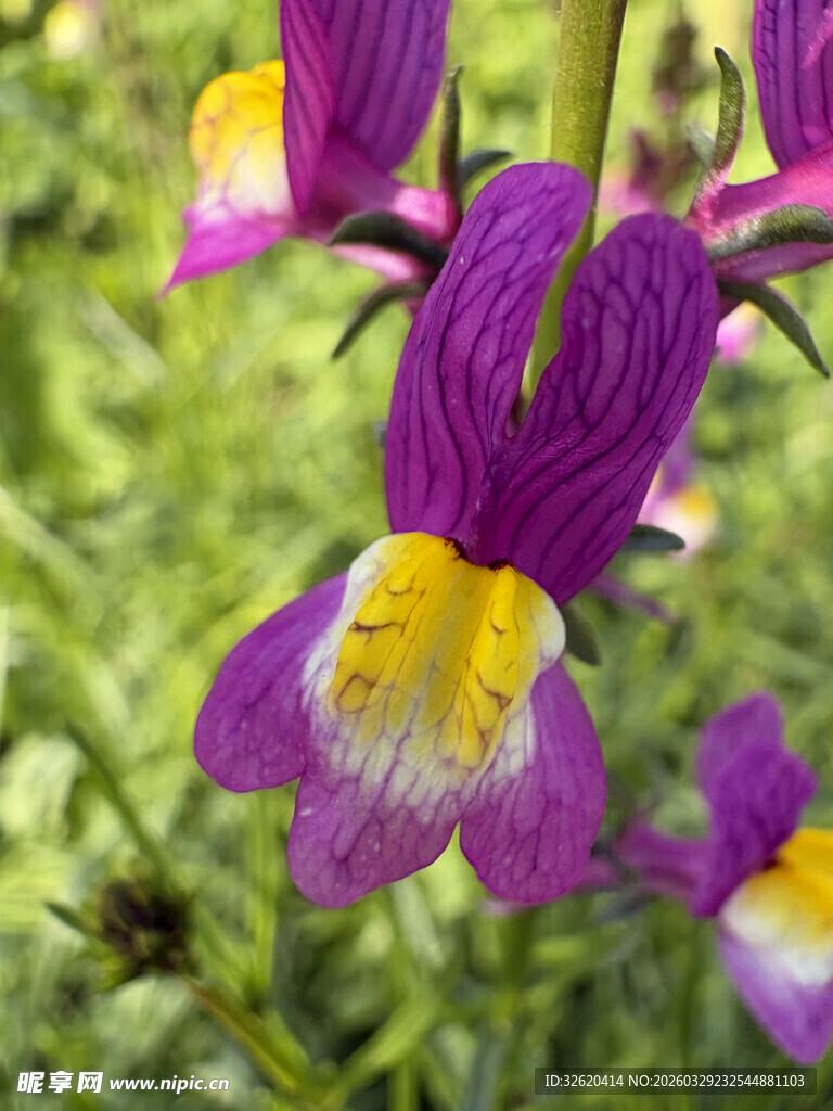 紫色黄心美丽小花