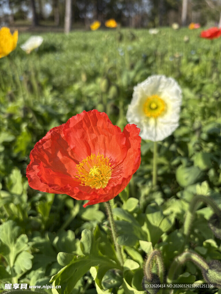 鲜艳虞美人绽放于绿野
