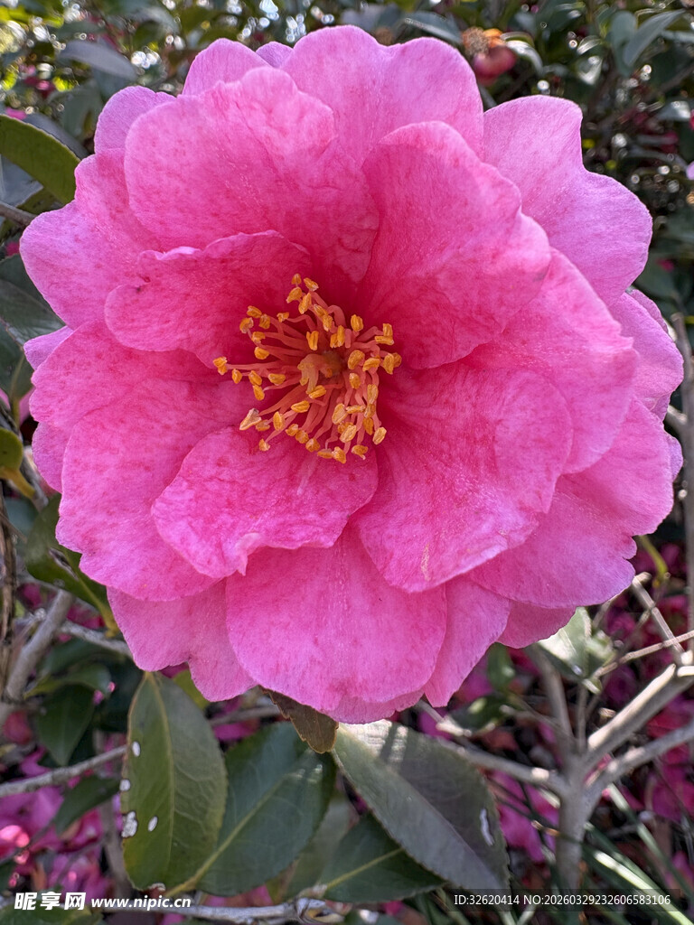 娇艳盛开的粉色山茶花