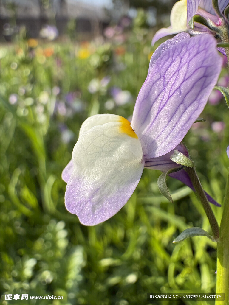 优雅兜兰花绽放于绿野