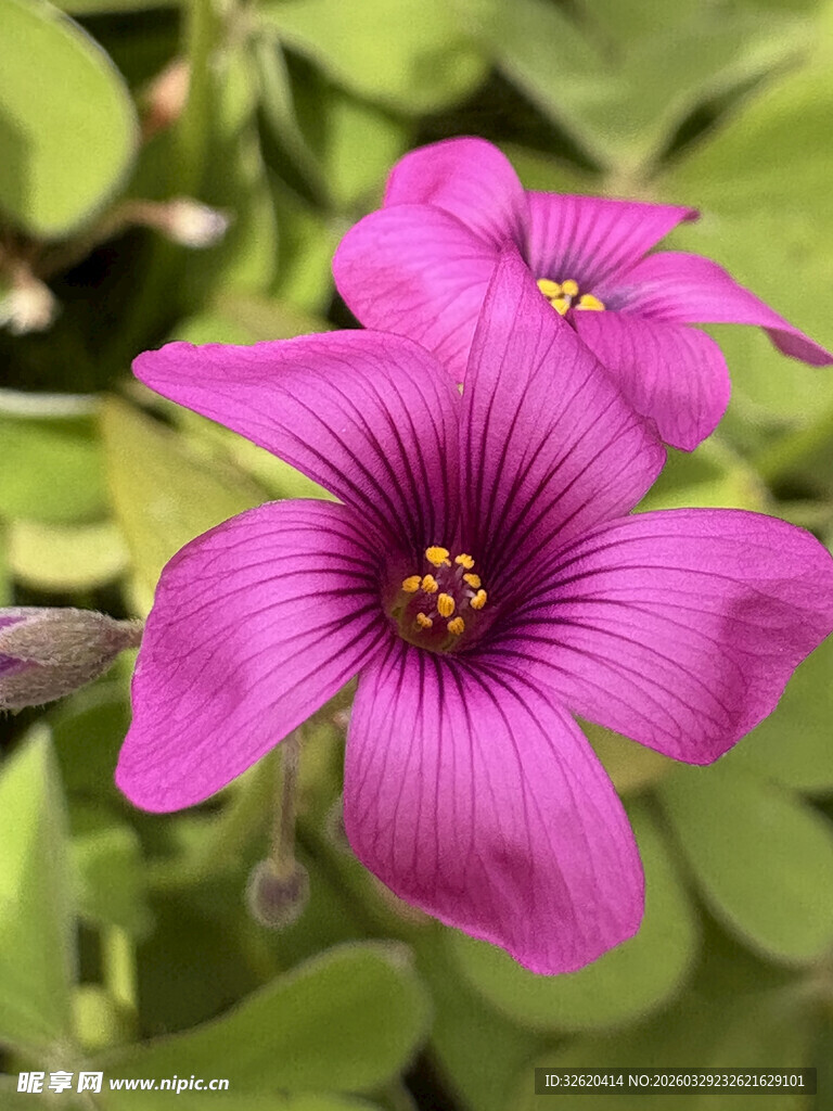 娇艳酢浆草绽放