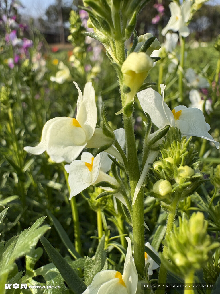 白色花朵盛开的植物景观