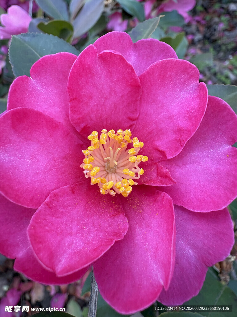 艳丽粉色山茶花绽放