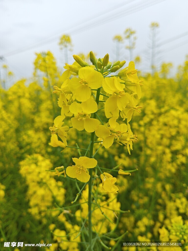 油菜花
