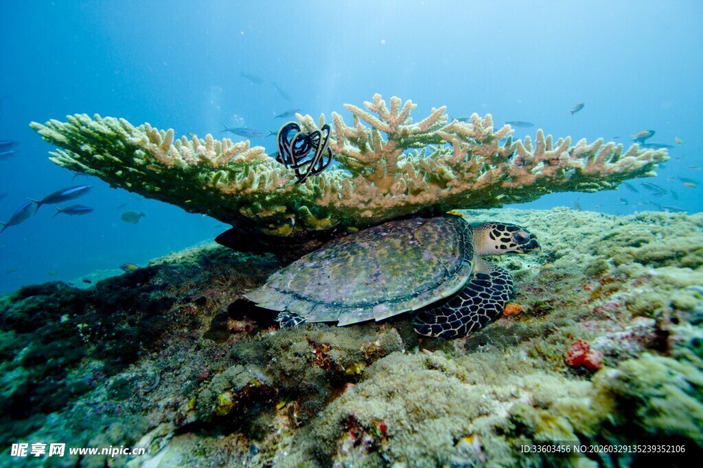 海龟栖息于海底珊瑚礁