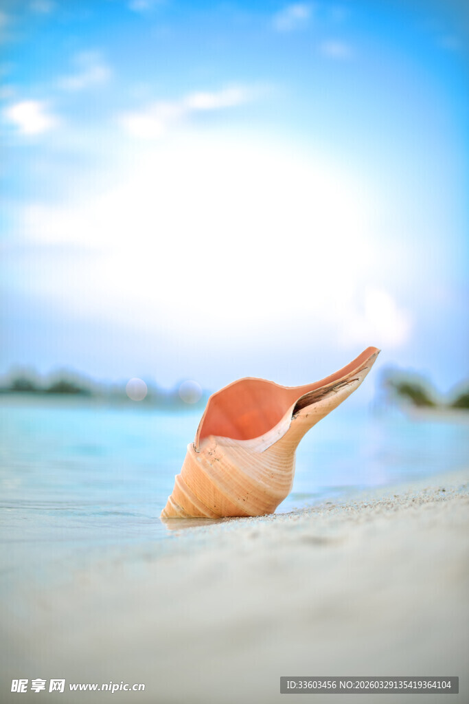 沙滩上的美丽海螺