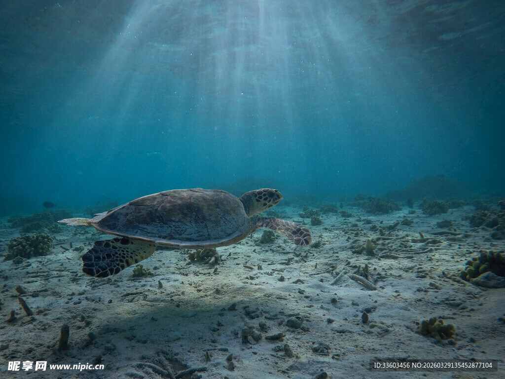 海底遨游的海龟