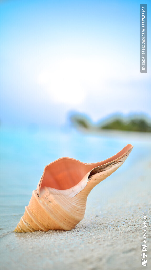 沙滩上的美丽海螺