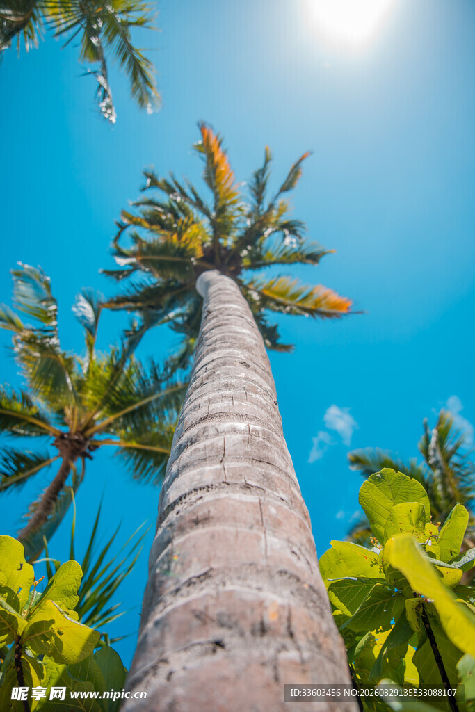 仰望蓝天中的高大椰子树
