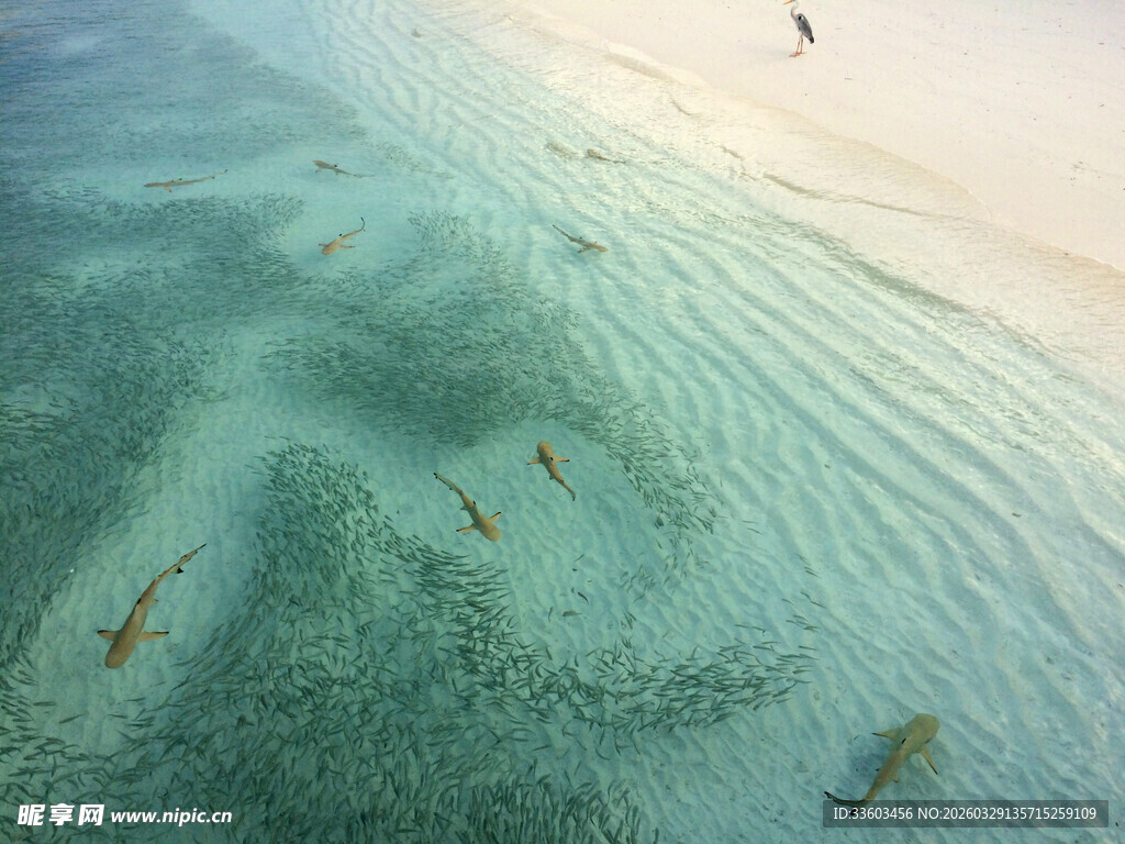 俯瞰清澈海域与冲浪者