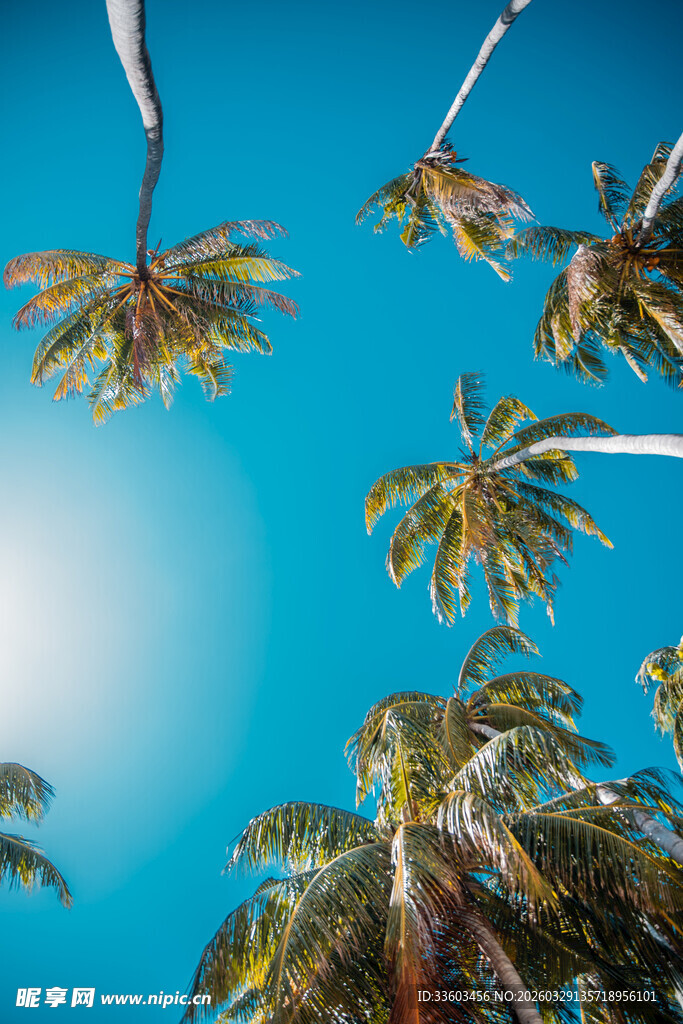 仰望蓝天中的椰树树冠
