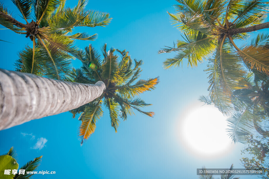 仰望蓝天中的高大棕榈树