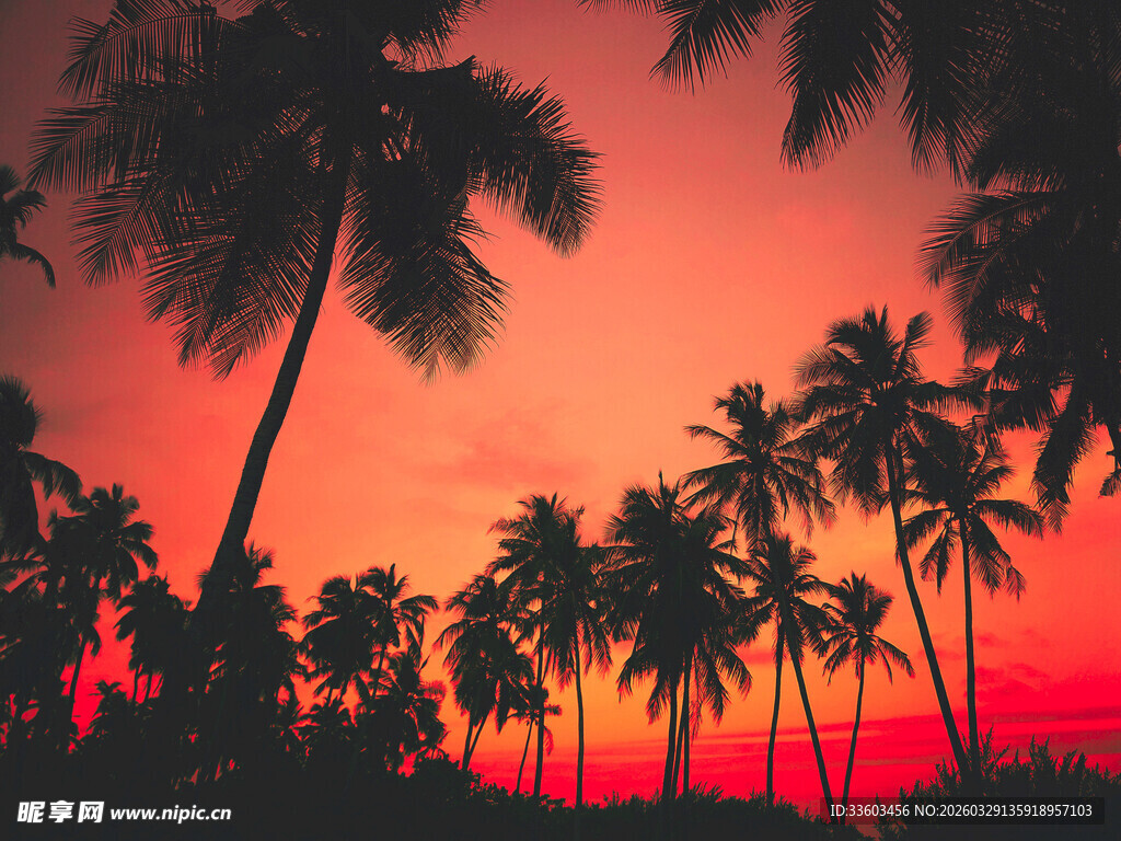 夕阳下的椰林美景