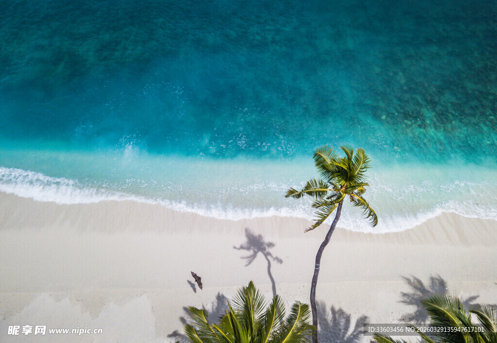 美丽海滩与椰树风光