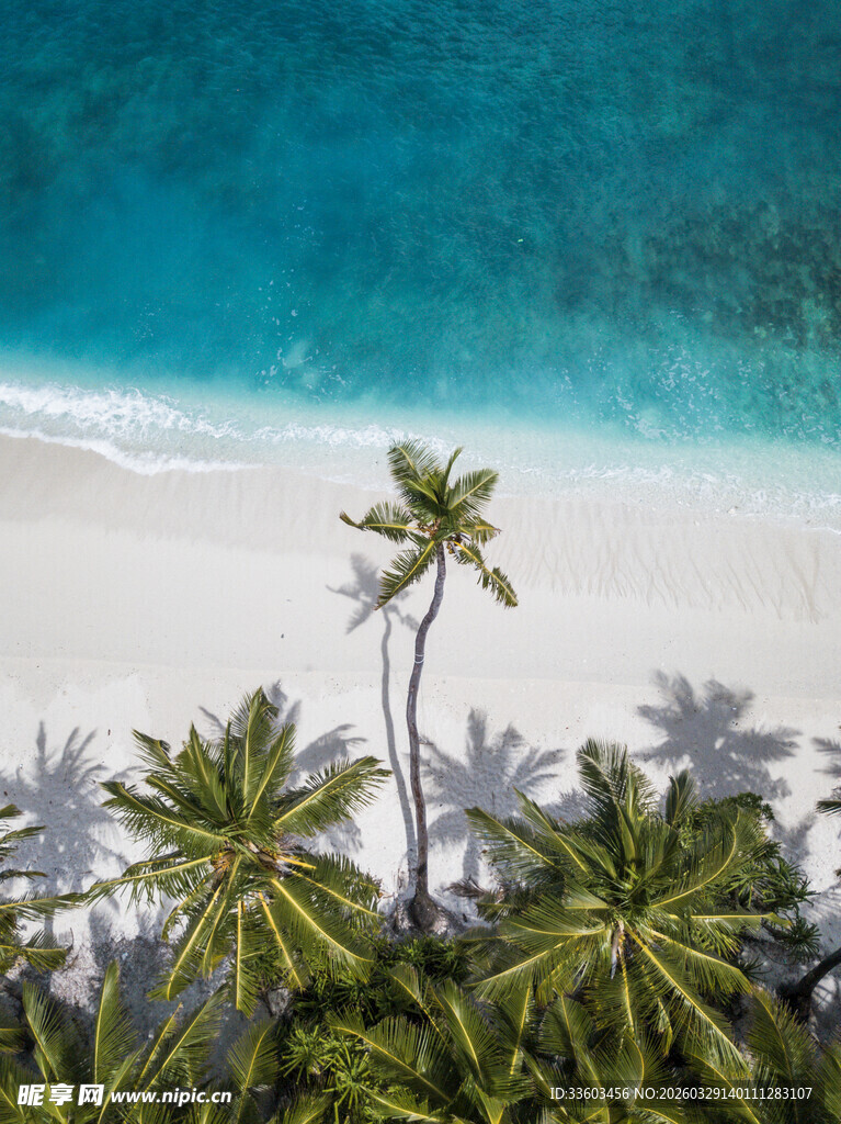 热带海滩椰林俯瞰美景