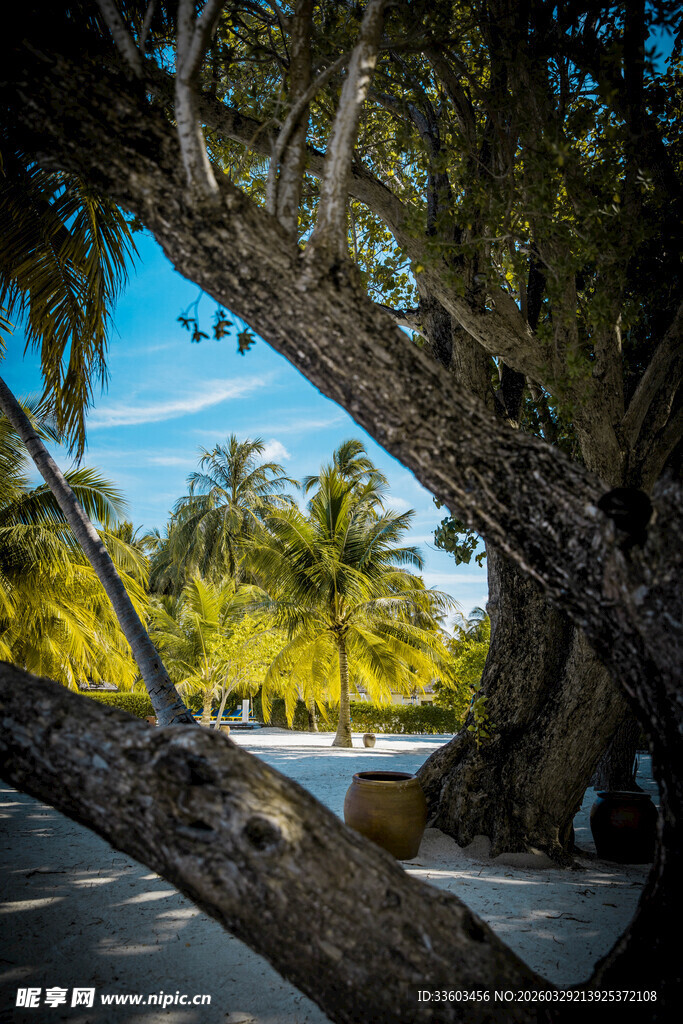 椰林树影下的静谧道路