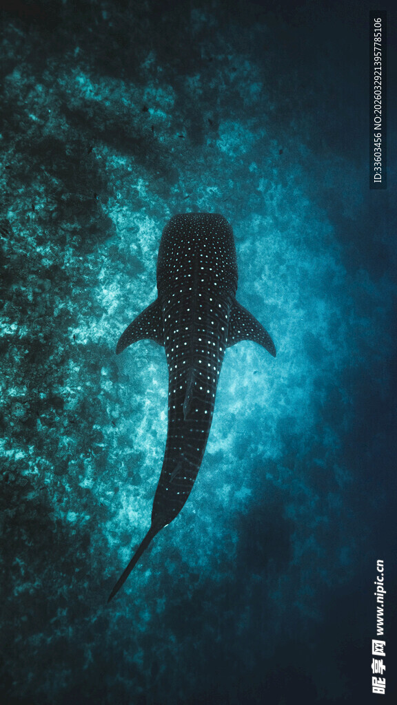 深海中孤独的鲨鱼剪影