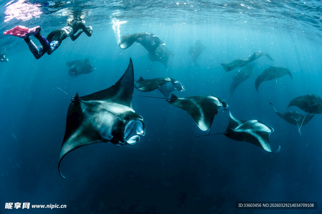海洋中优雅游动的蝠鲼群