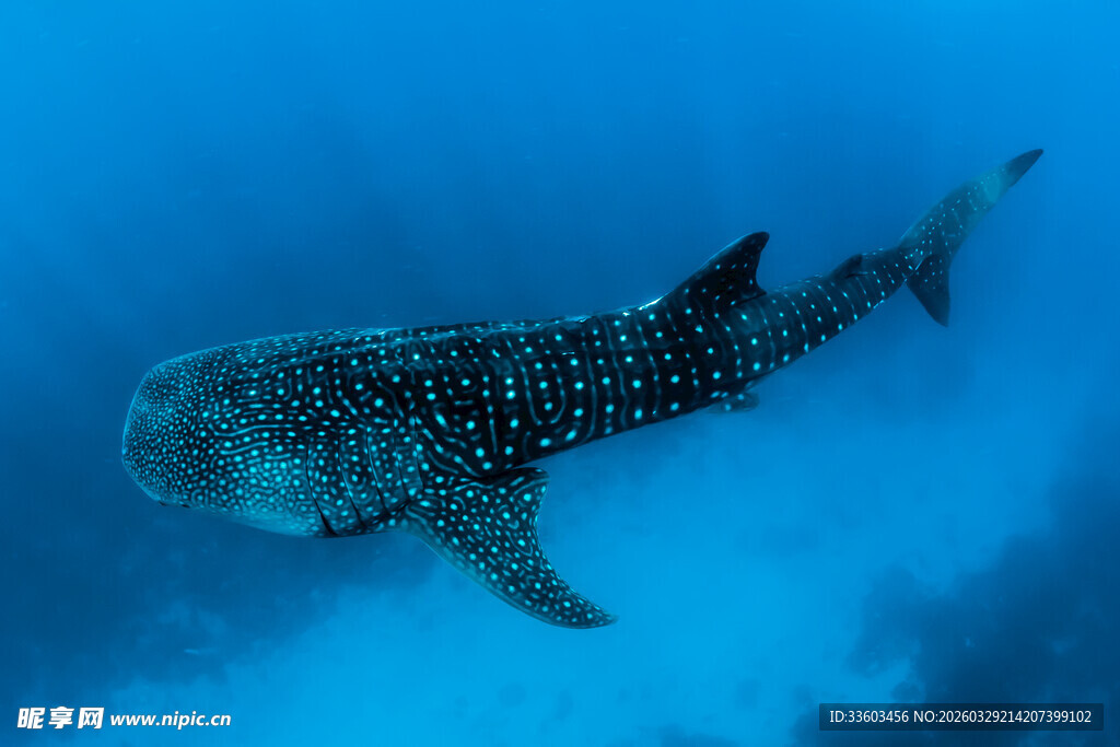 海洋中的鲸鲨