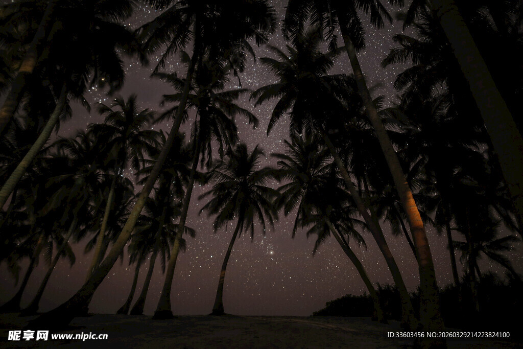 夜幕下的椰林美景