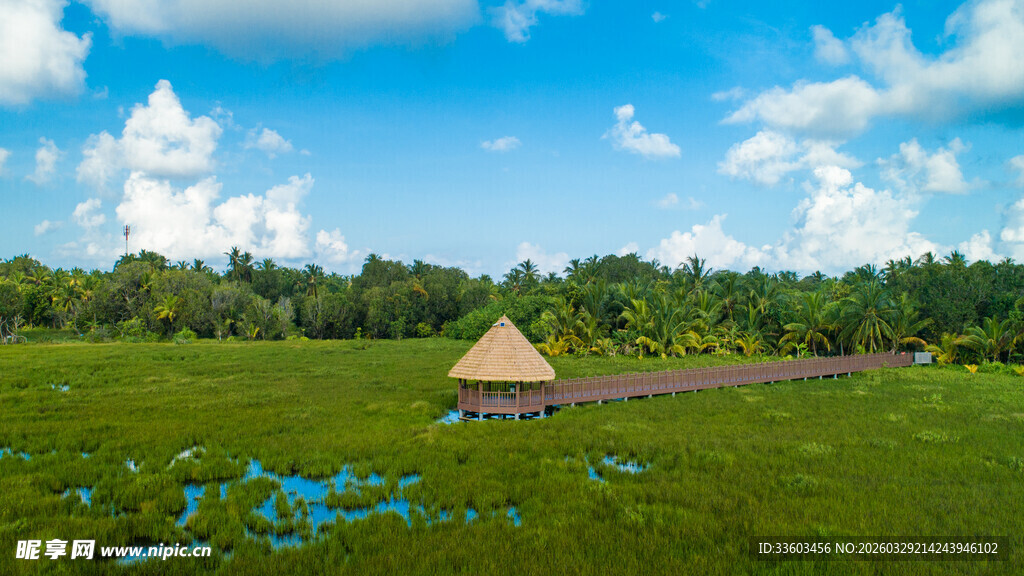 草原上的梦幻蓝色花海