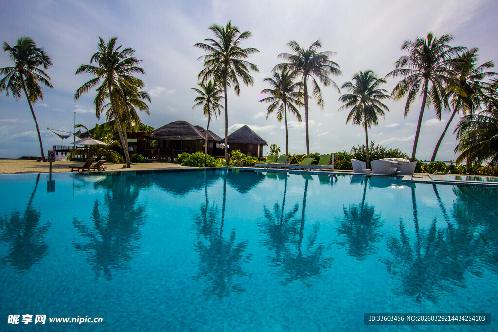 热带泳池边的棕榈树美景