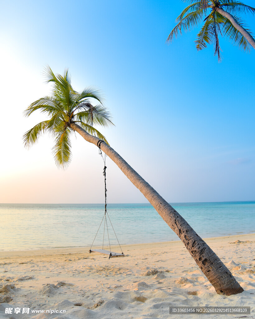 沙滩椰树