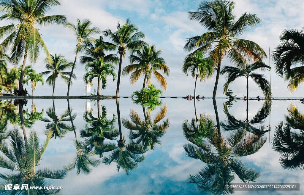 热带泳池边的椰林美景