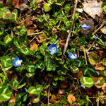 蓝花绿叶的地面植物景观