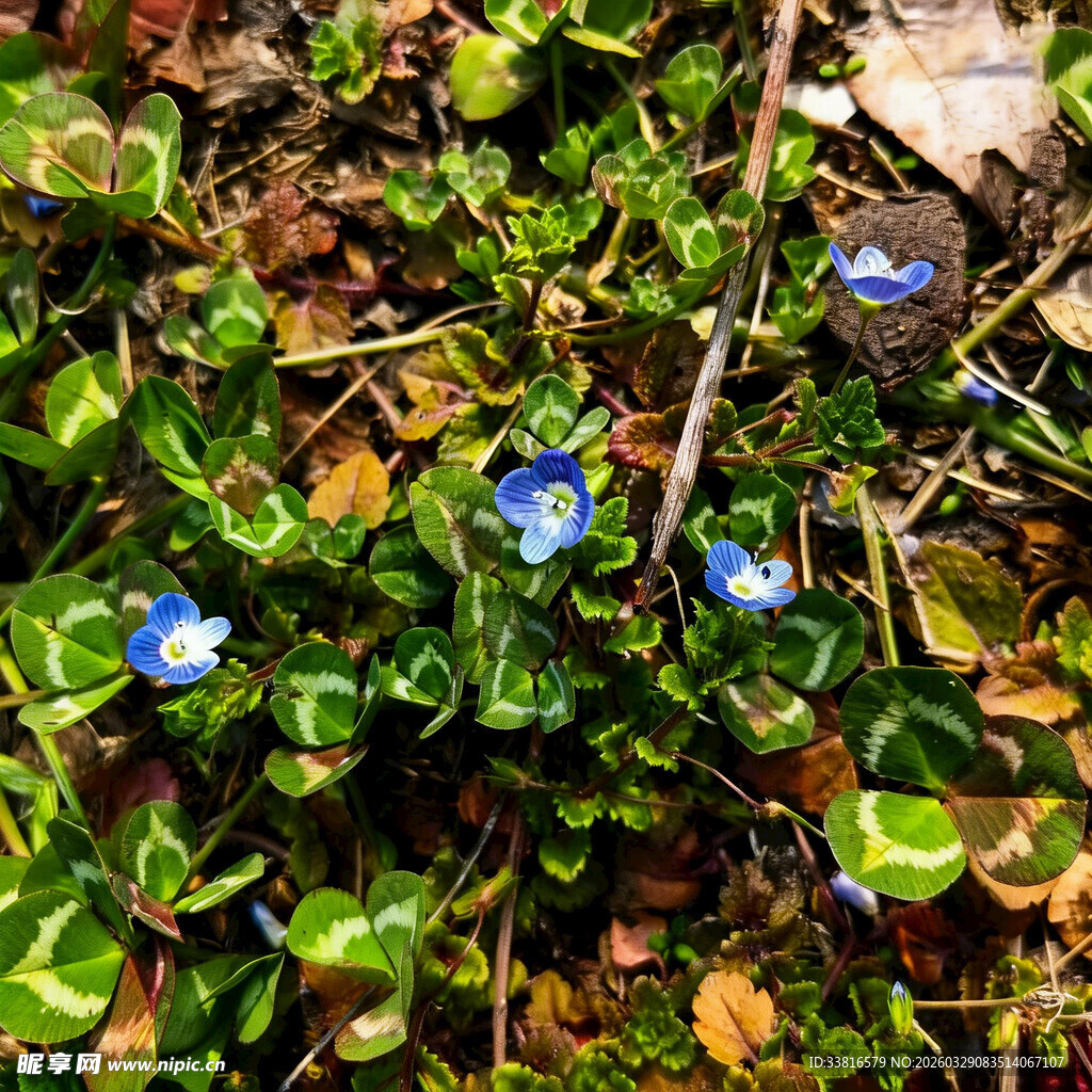 蓝花绿叶的地面植物景观