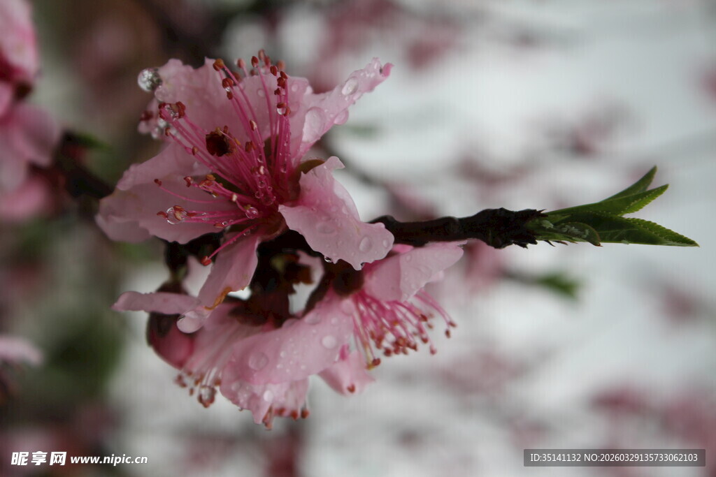 桃花