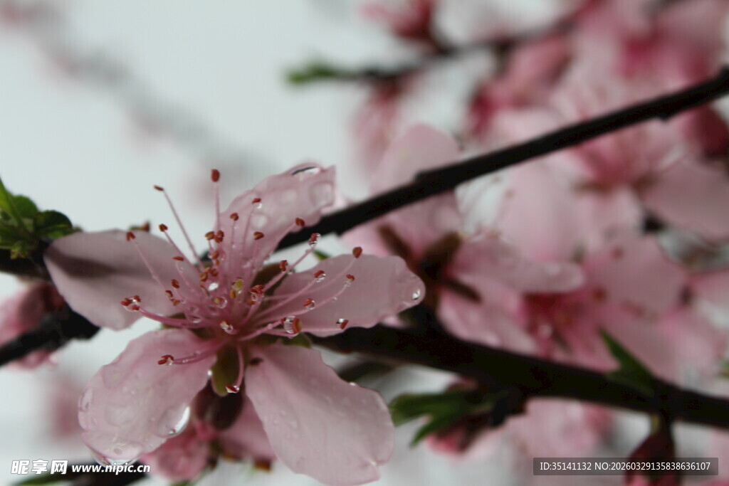桃花