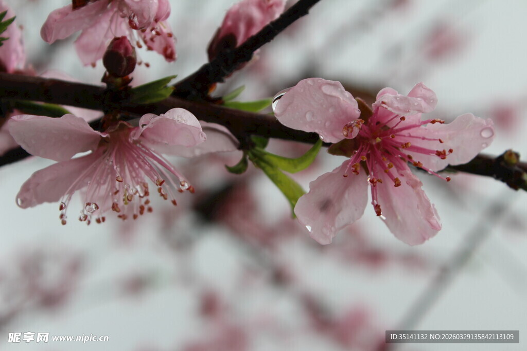 桃花