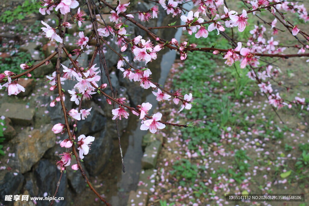 桃花