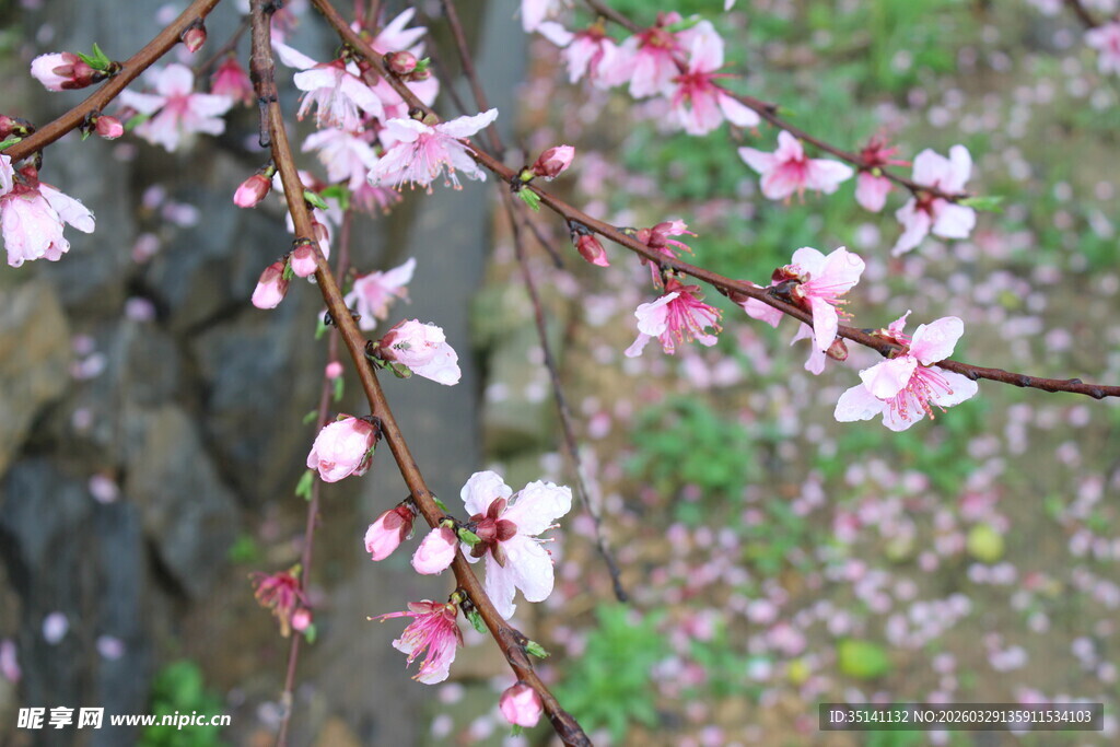 桃花