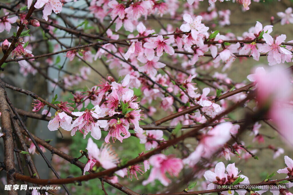 桃花
